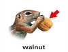 Final T Walnut Dnt Image